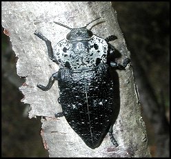 Capnode des arbres