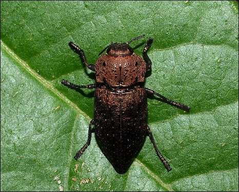 Capnodis tenebricosa 1