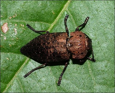 Capnodis tenebricosa 2
