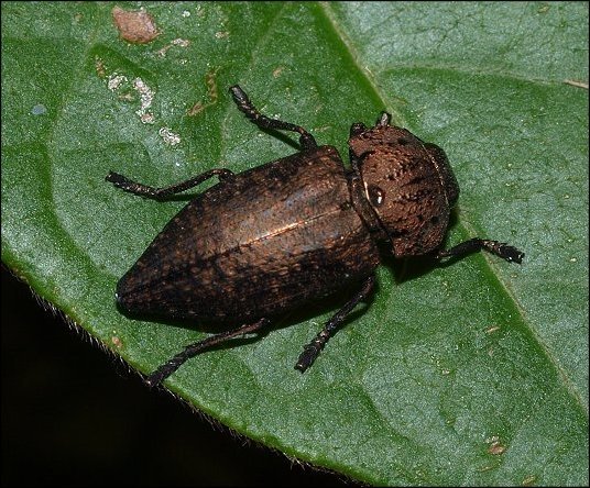 Capnodis tenebricosa 3