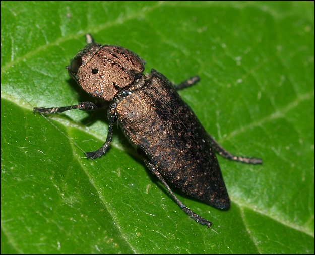 Capnodis tenebricosa 4