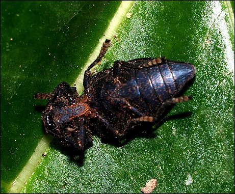 Capnodis tenebricosa 5