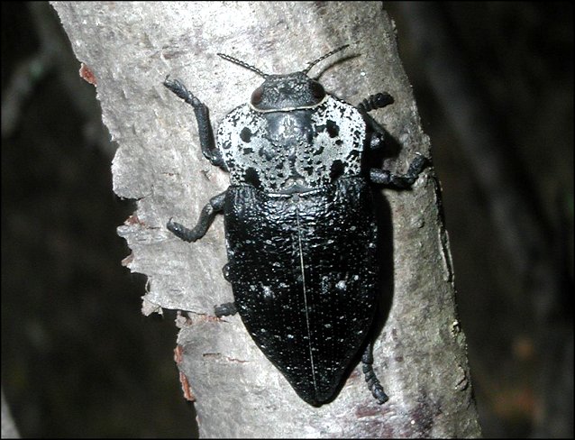 Capnodis tenebrionis 1