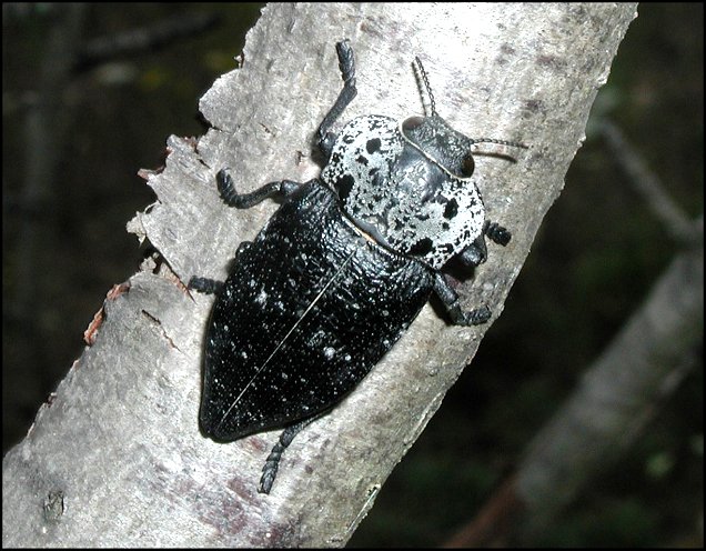 Capnodis tenebrionis 2