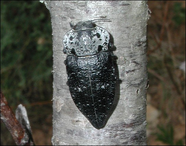 Capnodis tenebrionis 3
