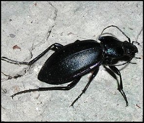 Carabe pourpr