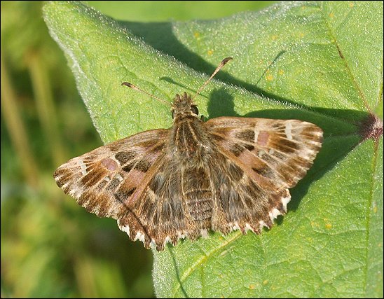 Carcharodus alceae 2