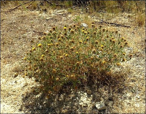Carlina corymbosa 1