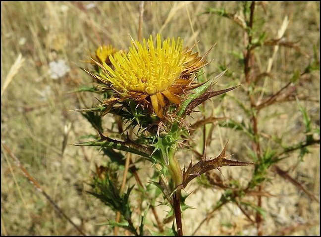 Carlina corymbosa 10