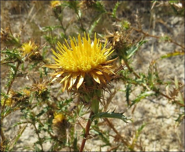 Carlina corymbosa 11