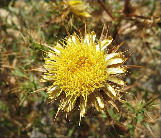 Carlina corymbosa 12
