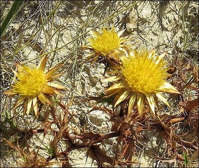 Carlina corymbosa 13
