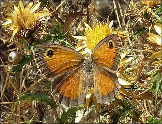 Carlina corymbosa 14