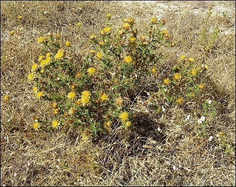 Carlina corymbosa 2