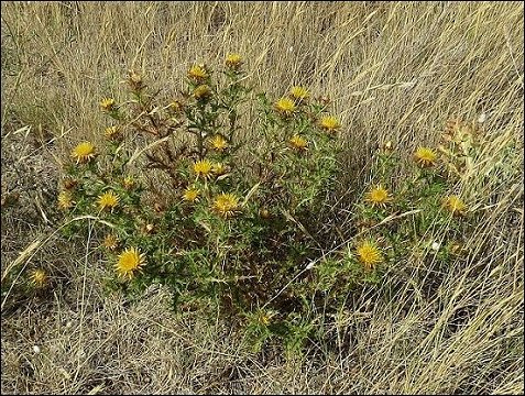 Carlina corymbosa 4