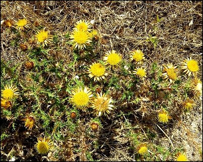Carlina corymbosa 5