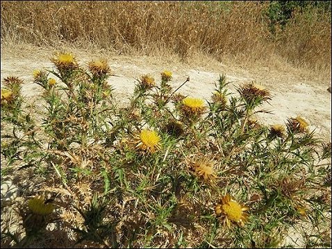 Carlina corymbosa 6
