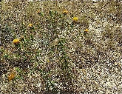 Carlina corymbosa 7