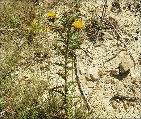 Carlina corymbosa 8