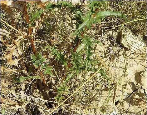 Carlina corymbosa 9