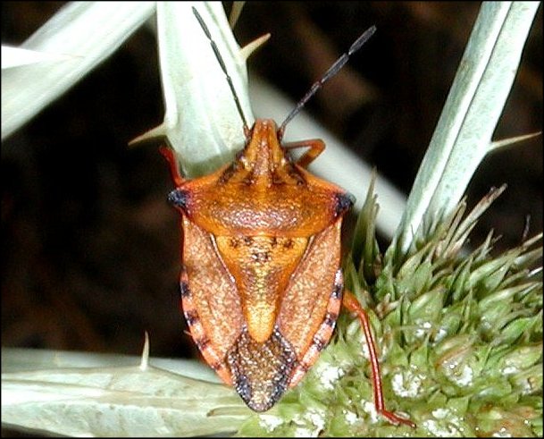 Carpocoris mediterraneus 1