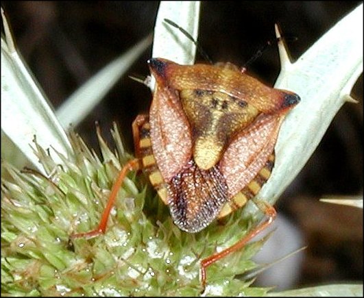 Carpocoris mediterraneus 2