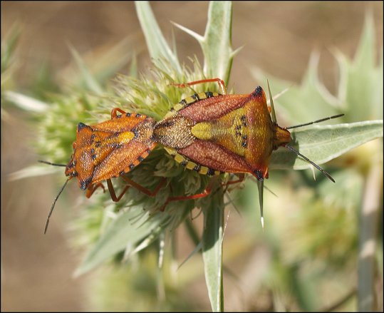 Carpocoris mediterraneus 3