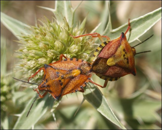 Carpocoris mediterraneus 4