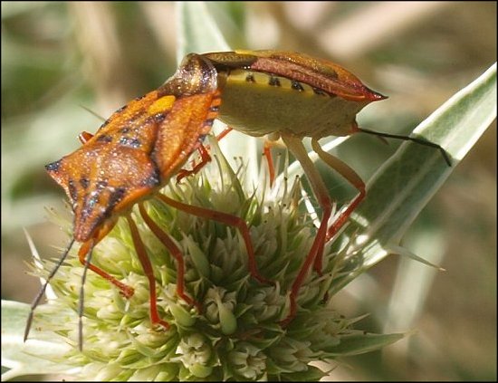 Carpocoris mediterraneus 5