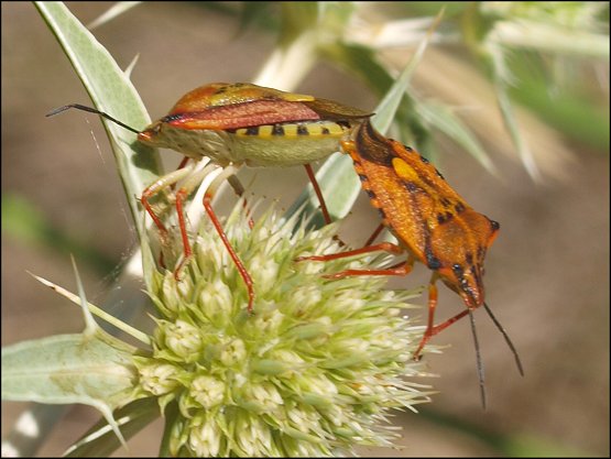 Carpocoris mediterraneus 6