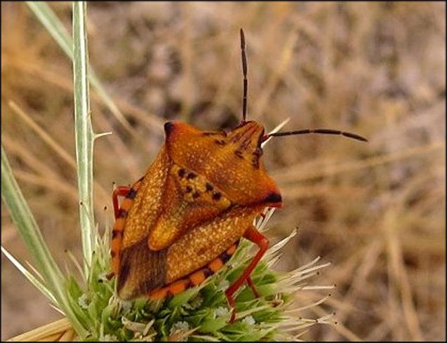 Carpocoris mediterraneus 7