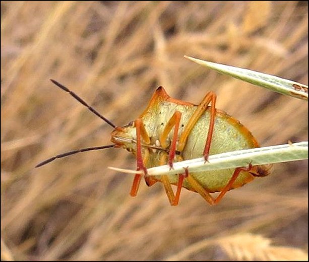 Carpocoris mediterraneus 8