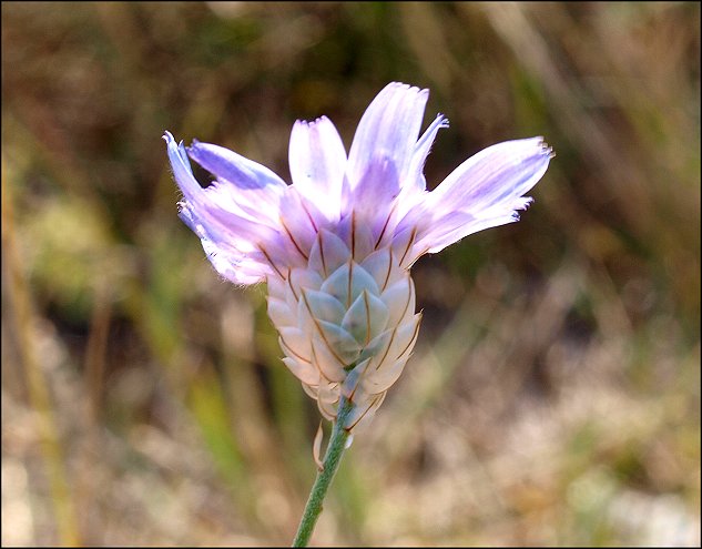 Catananche caerulea 11