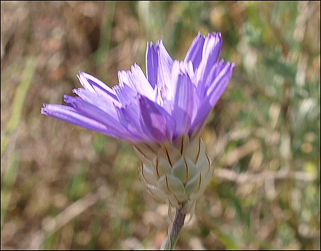 Catananche caerulea 12