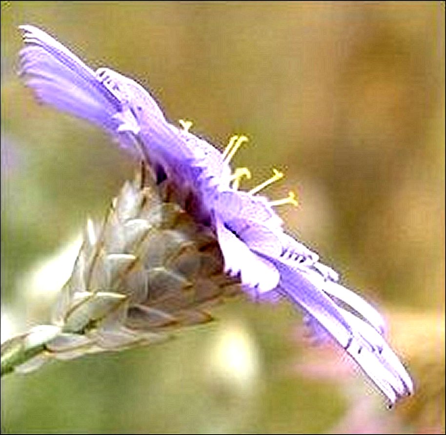 Catananche caerulea 13