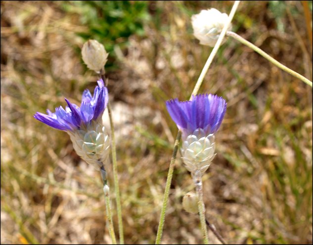 Catananche caerulea 5