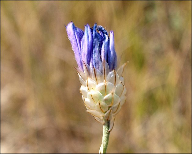 Catananche caerulea 6