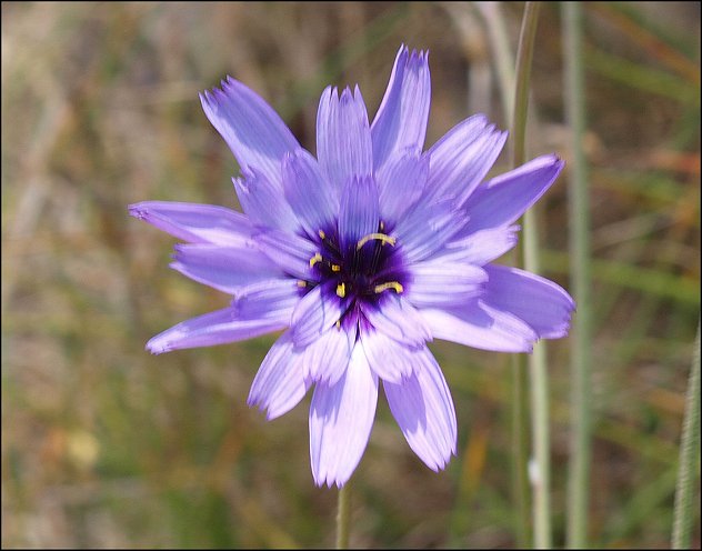 Catananche caerulea 7