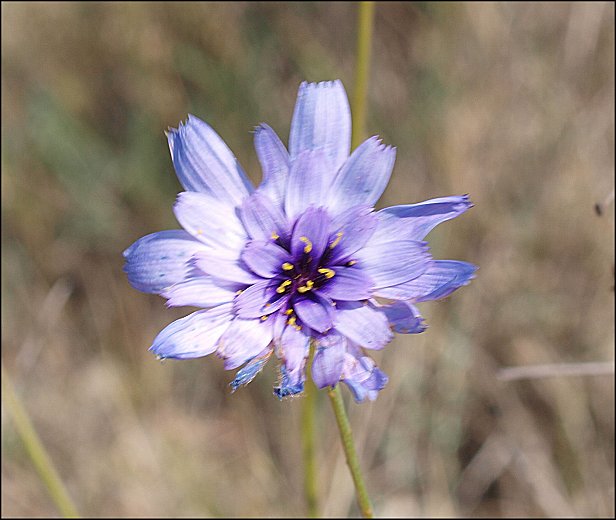 Catananche caerulea 8
