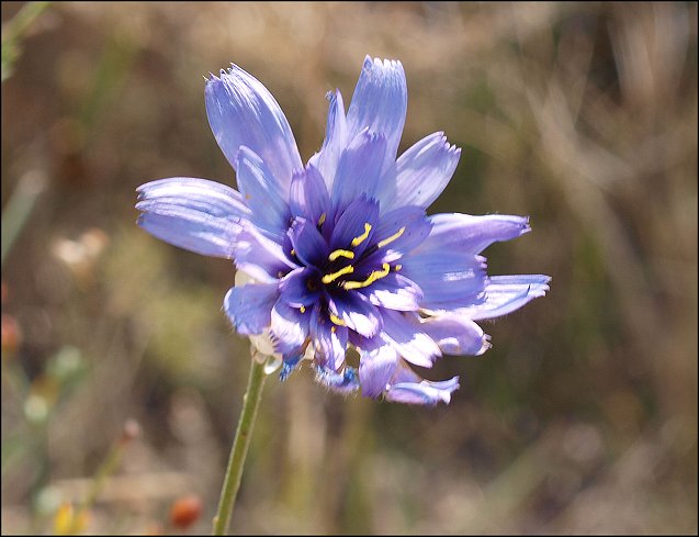 Catananche caerulea 9