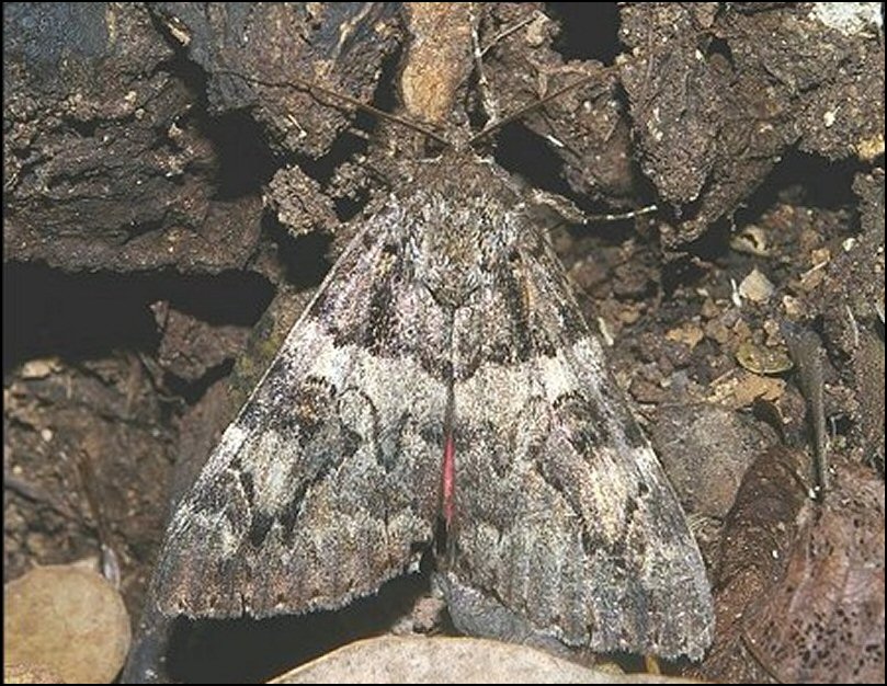 Catocala conjuncta 1