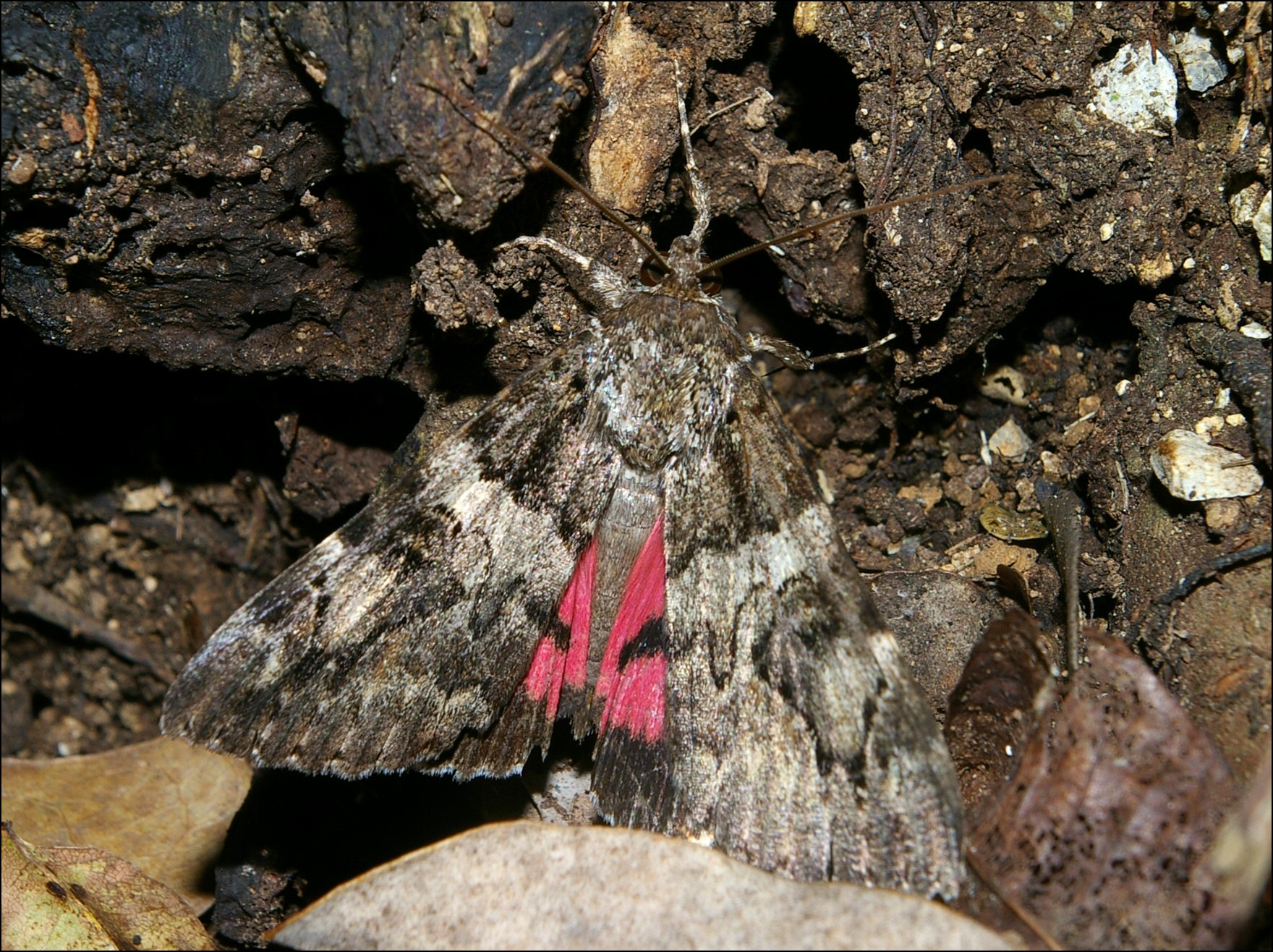 Catocala conjuncta 2
