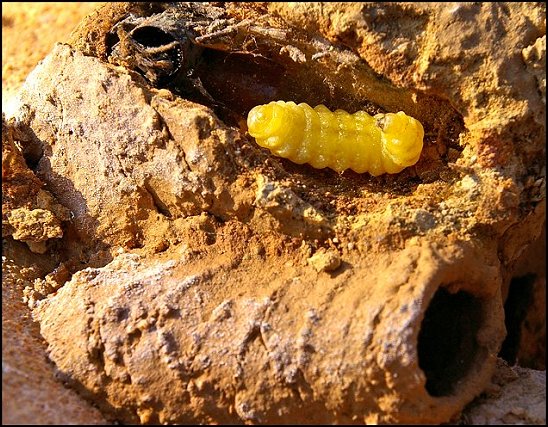 Cellules Sceliphron 2