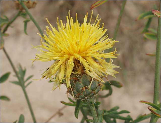 Centaurea collina 10