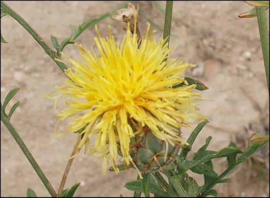 Centaurea collina 11