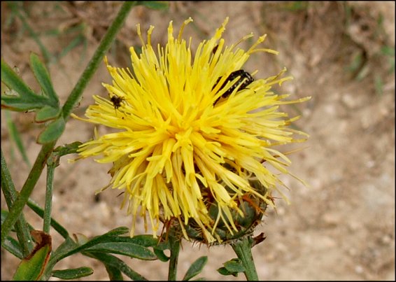Centaurea collina 12
