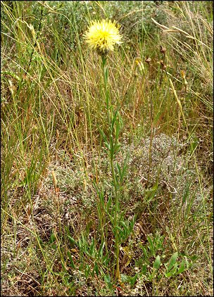 Centaurea collina 2