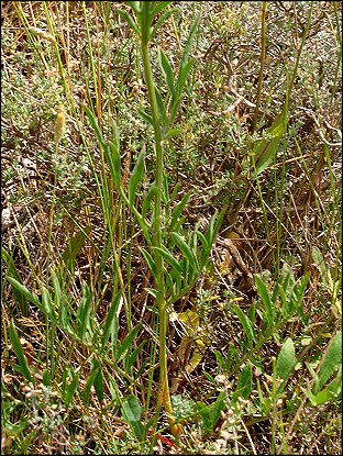 Centaurea collina 3