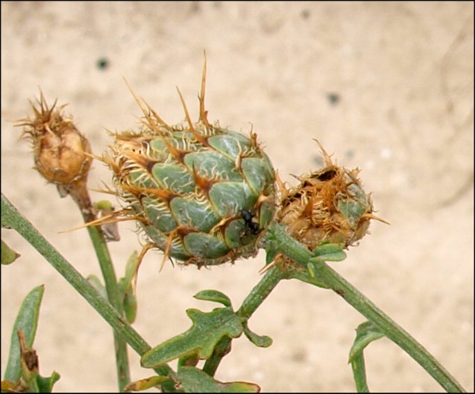 Centaurea collina 4