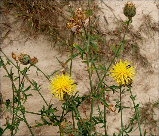 Centaurea collina 5